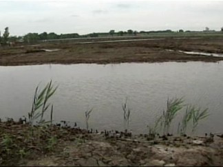 Recreating the Swamps of the Jersey Meadowlands