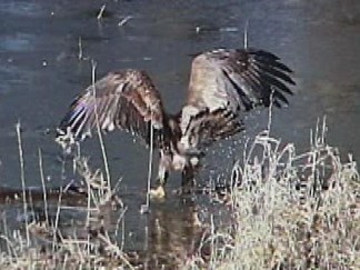 Bald Eagle Rescued Near Newark