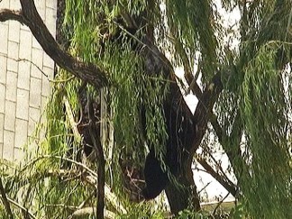 Bear Shimmies Up NJ Tree