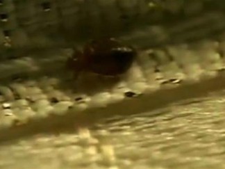 Bedbug Infestation Grows In NYC