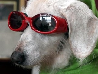 Oldest Dog Alive Turns 21