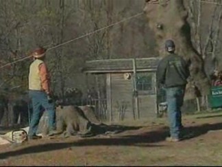 Famous Rockefeller Tree Cut Down, Ready for Big Apple Debut