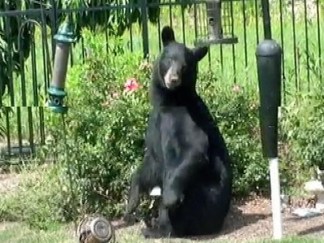 Home Video: Notorious Black Bear Returns to Jersey