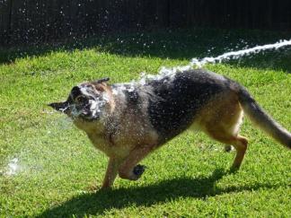 Top Dogs of the NY Metro Area