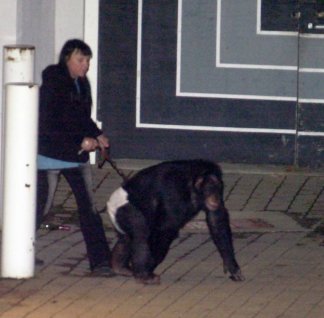 Pet Chimp Killed After Attacking Woman