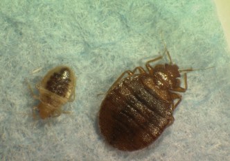 Horror Show: Bedbugs Hit NYC Theaters