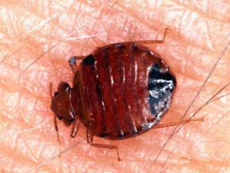 Bedbugs Feared Inside Wall Street Journal Offices 
