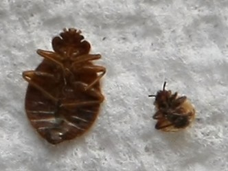 Bedbugs Could Be Scaring Off Tourists