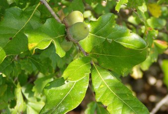 An Obituary for Douglaston's Great White Oak