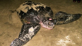 Puerto Rico Protects Premier Turtle Nesting Site