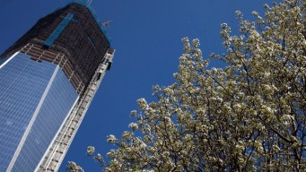 9/11 "Survivor Tree" Blossoms at Start of Spring