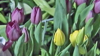 Produce Pete: Spring Flowers