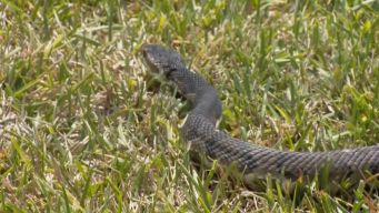 Spooked Mail Carrier Just Stops Delivering to 1 Neighborhood
