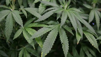 Legal Pot Sparks Push for Health, Safety Rules