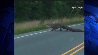 Why Did the Gator Cross the Road?