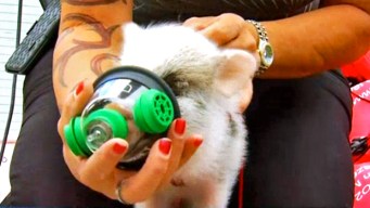 Lifesaving Equipment for Pets Donated to Firefighters