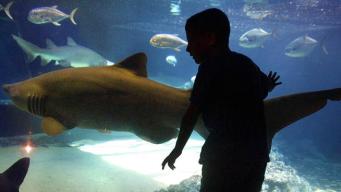 Sandy-Damaged Coney Island Aquarium to Reopen