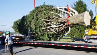 Raw Video: Rockefeller Center Tree Cut Down