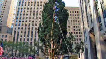 Raw Video: Rockefeller Tree Hoisted onto Plaza Pedestal