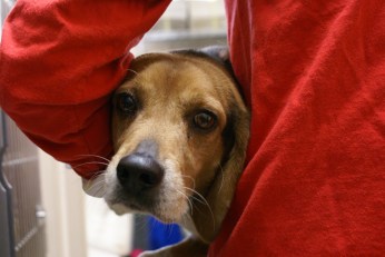 Puppy Pics:  Rescue a Loveable Little Pup 