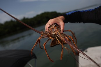Lobstermen Feeling The Pinch