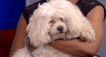 New York Live Pet Project: Button and Bernard