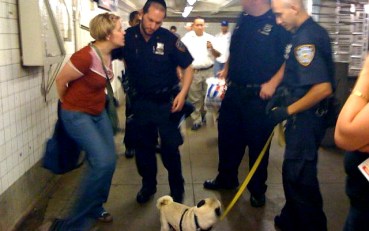 PugGate Dog Owner Might Lose Her Job: Report