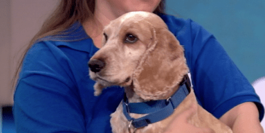 New York Live Pet Project: McDuff and Molly