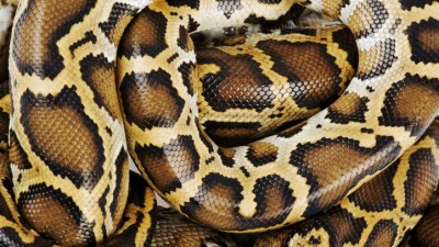  Pythons' Big Hearts Hold Clues for Human Health