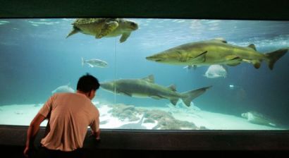 Sharks are drug cartels' the latest means of smuggling cocaine. Sharks are drug cartels' the latest means of smuggling cocaine.