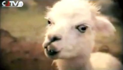The grass-mud horse, whose name becomes an inflammatory swear word when spoken out loud in Chinese, is an icon of resistance to Chinese censorship. The grass-mud horse, whose name becomes an inflammatory swear word when spoken out loud in Chinese, is an icon of resistance to Chinese censorship.