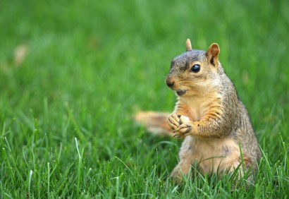Squirrel-flavored potato chips might be the next big thing. 