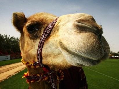 The New York Jets don't have what it takes to finally get over the hump and pass the New England Patriots atop the AFC East, according to a camel. The New York Jets don't have what it takes to finally get over the hump and pass the New England Patriots atop the AFC East, according to a camel.