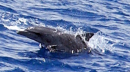 Caught on Video: Dolphins Gone Wild