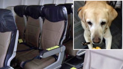 Blind Man, Service Dog Kicked Off Plane