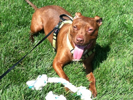 Patrick the Miracle Dog Thrives During Recovery