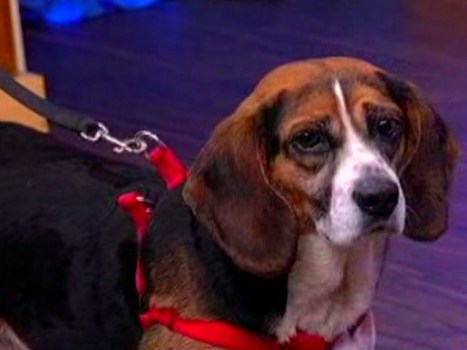 Bergdorf Goodman Has Bed Bug-Detecting Beagles