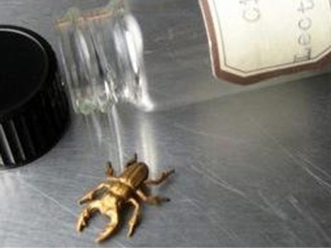 Souvenir NYC Bedbug