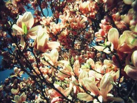 Mari Lowery’s Springtime in Brooklyn