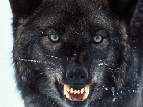 "True Blood" Goes Fully Wolf for Their Wolf Men