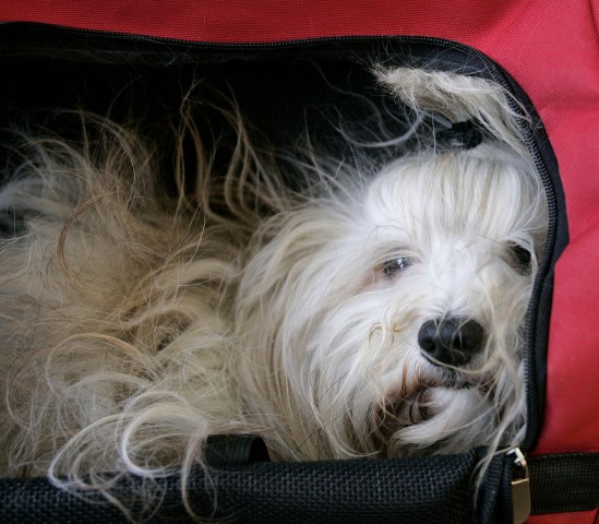 NYC's Most Popular Dog Breeds