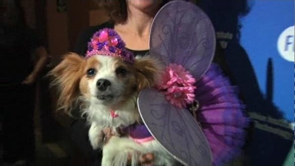 Fashion Goes to the Dogs