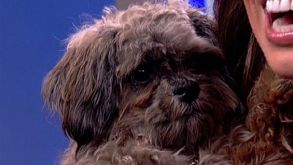Posh Pets Rescue: Adopt These Cuddly Canines