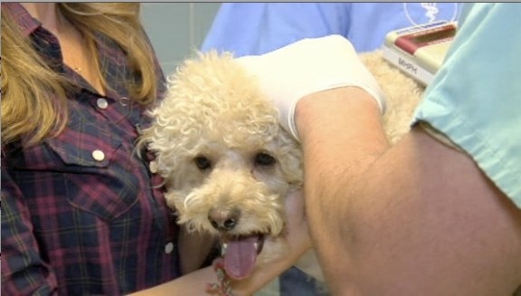 Pet Microchipping 101