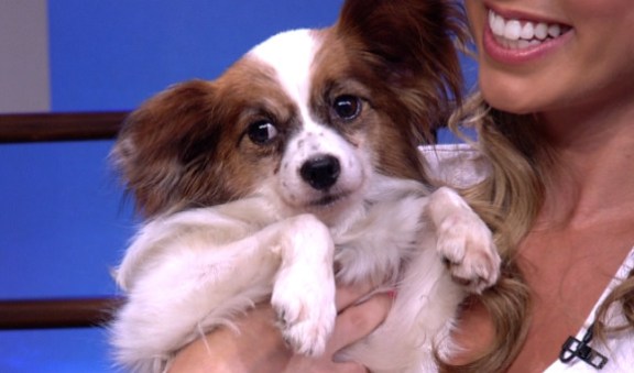 Animal Haven: Adopt These Cute Pups