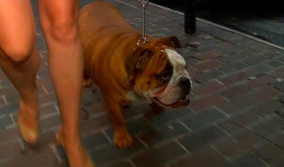 Can This Bulldog Be Trained?