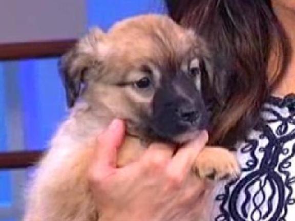 Bideawee: Adopt These Pooches