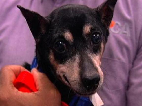 Do You Need Pet Health Insurance?