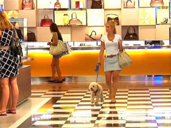 It's Good To Be A Dog In The City