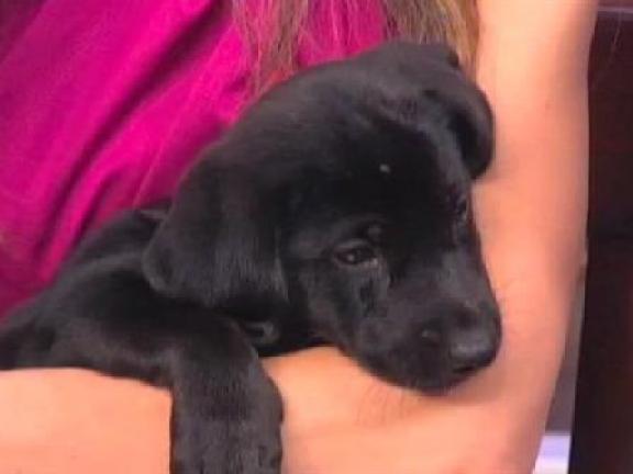 North Shore Animal League: More Cute Puppies